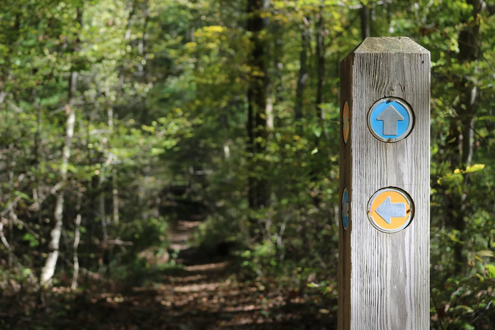 A waymarked woodland trail