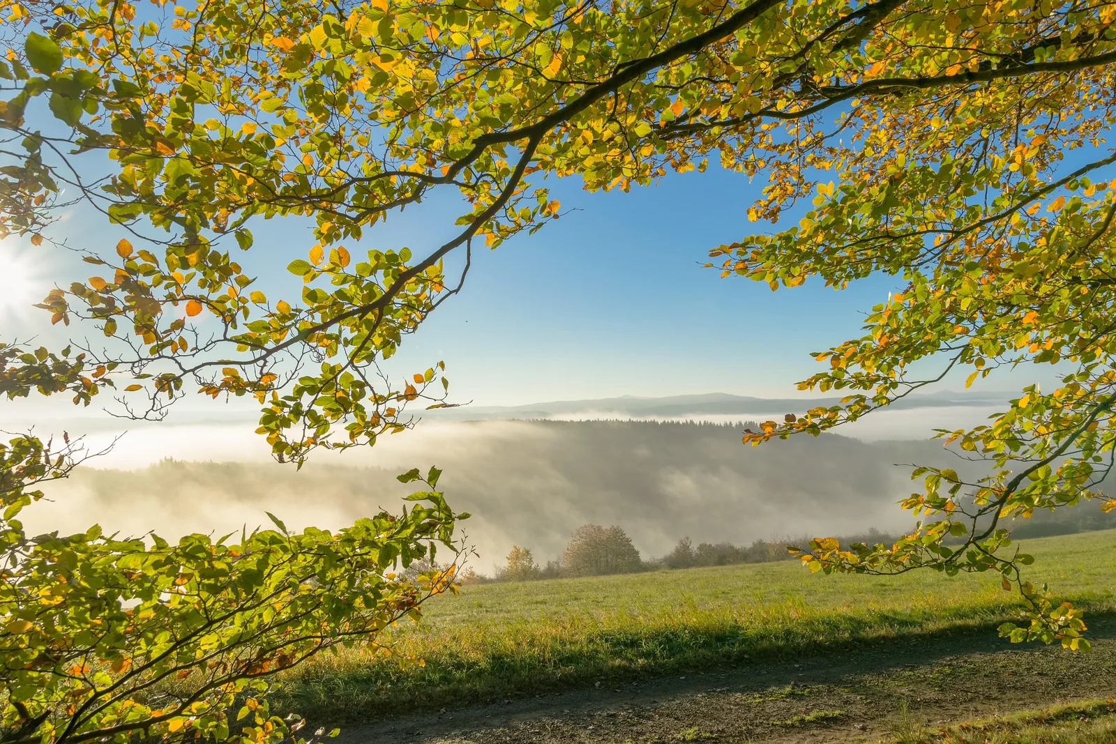 Morgenlicht über einer Wiese am Waldrand